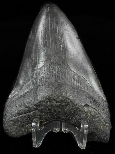Bargain, Fossil Megalodon Tooth - Georgia #60900